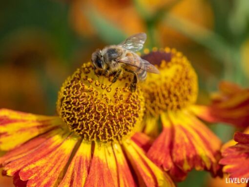 Top 10 Native Flowers zone 6 – Pollinator-Friendly Sustainable Picks
