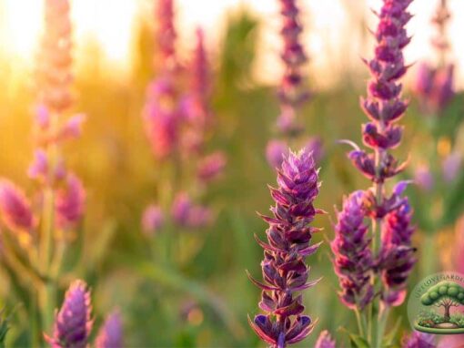 5 Benefits of Growing Sage at Home: History, Healing, and How-To