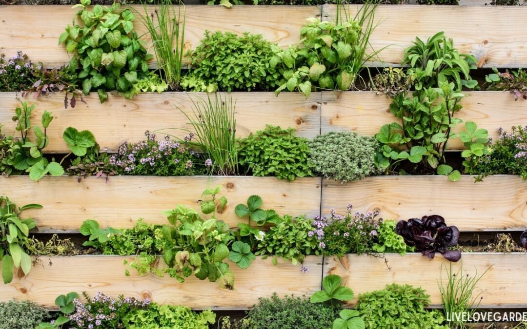Vertical Gardening Wall Garden Pallet