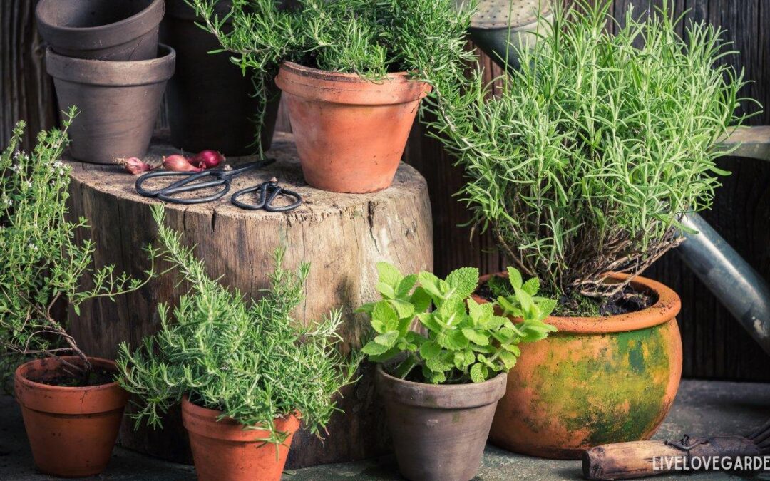 Wabi-Sabi Gardening Ideas Old weathered flower pots