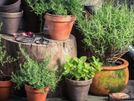 Inspiring Wabi-Sabi Gardening Ideas: 10 Projects that Embrace Imperfection