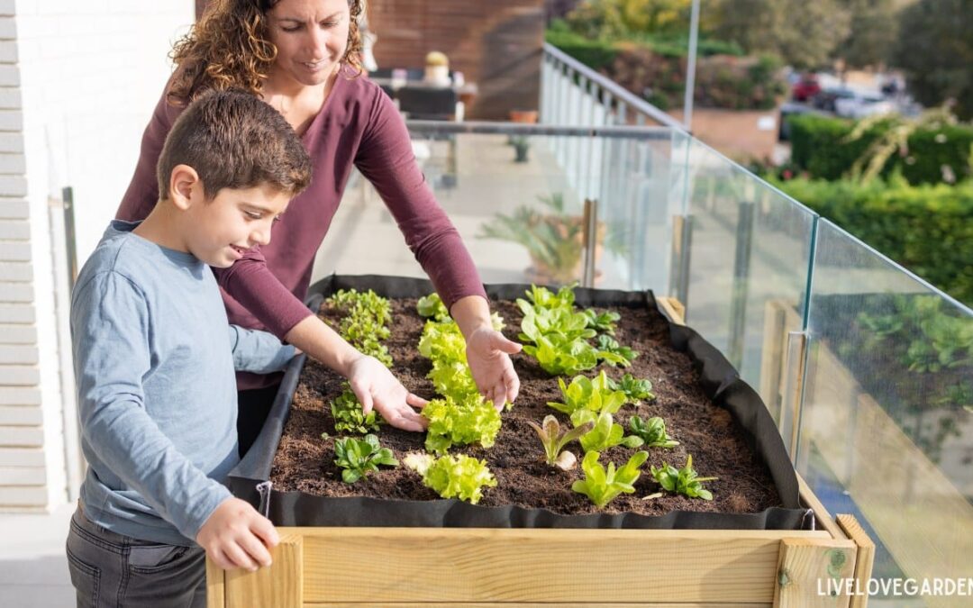 edible summer crops small space urban gardening balcony Greens