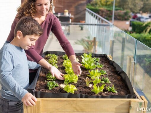 Growing Edible Summer Crops in Small Spaces: 8 Great Crops for Urban Gardening