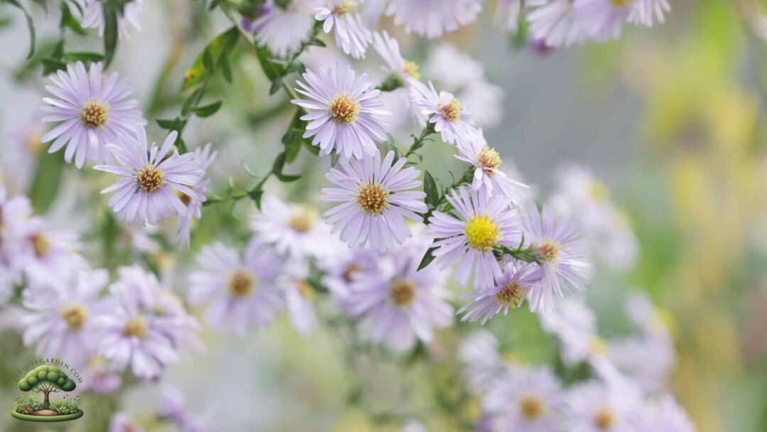 Native Pollinator Flowers for Zone 3 Asters Native Pollinator Flowers for Zone 3 Asters