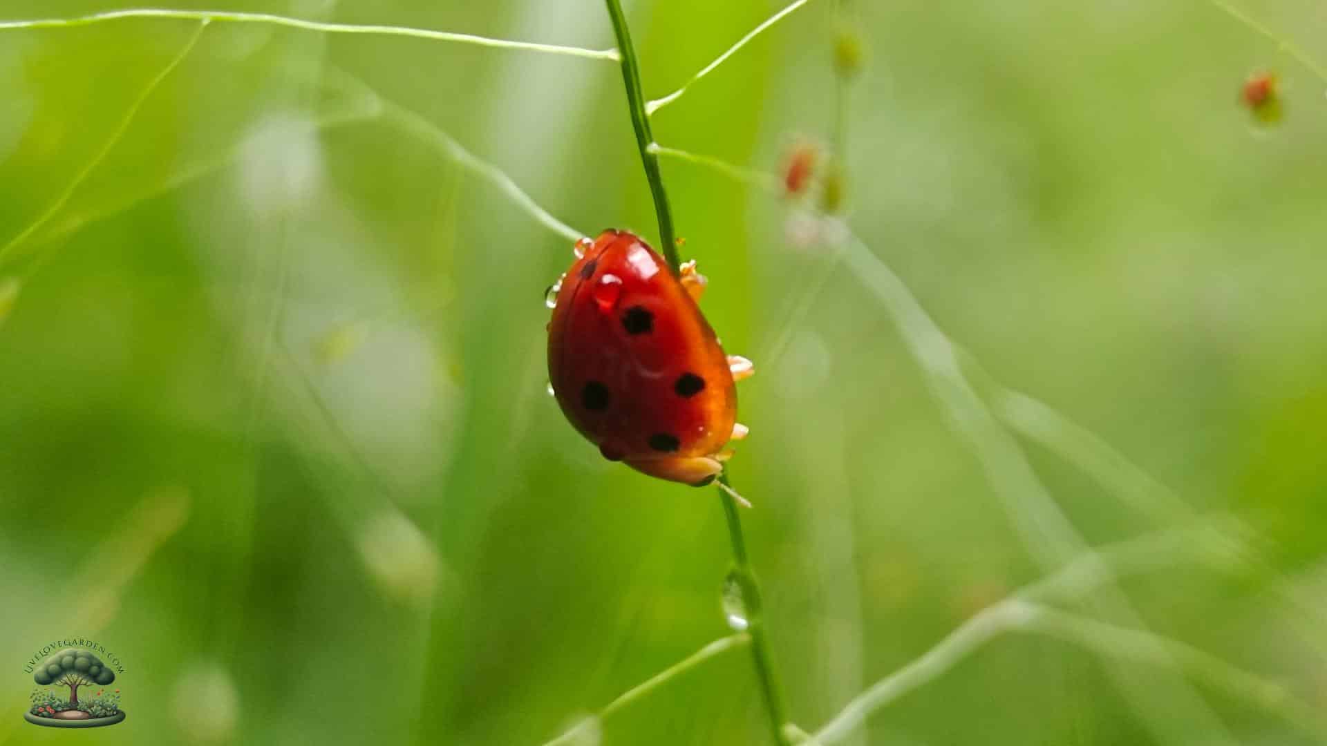 Native Pollinator Flowers for Zone 3 Beneficial Lady Bugs Lady Bugs for beneficial pesticide free gardening