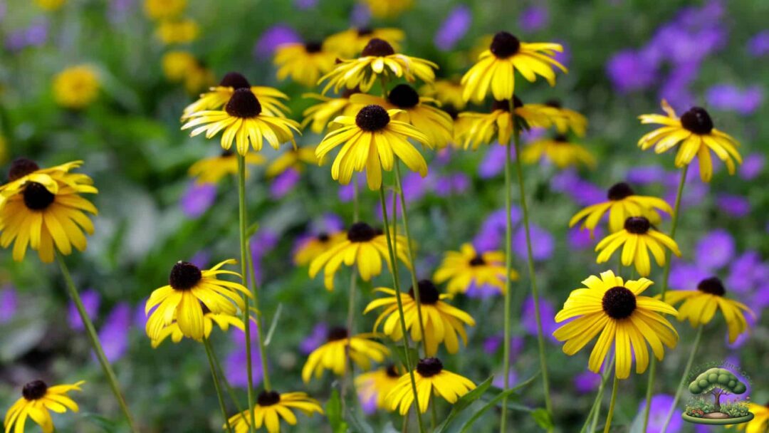 Native Pollinator Flowers for Zone 3 Black eyed susan Native Pollinator Flowers for Zone 3 Black eyed susan