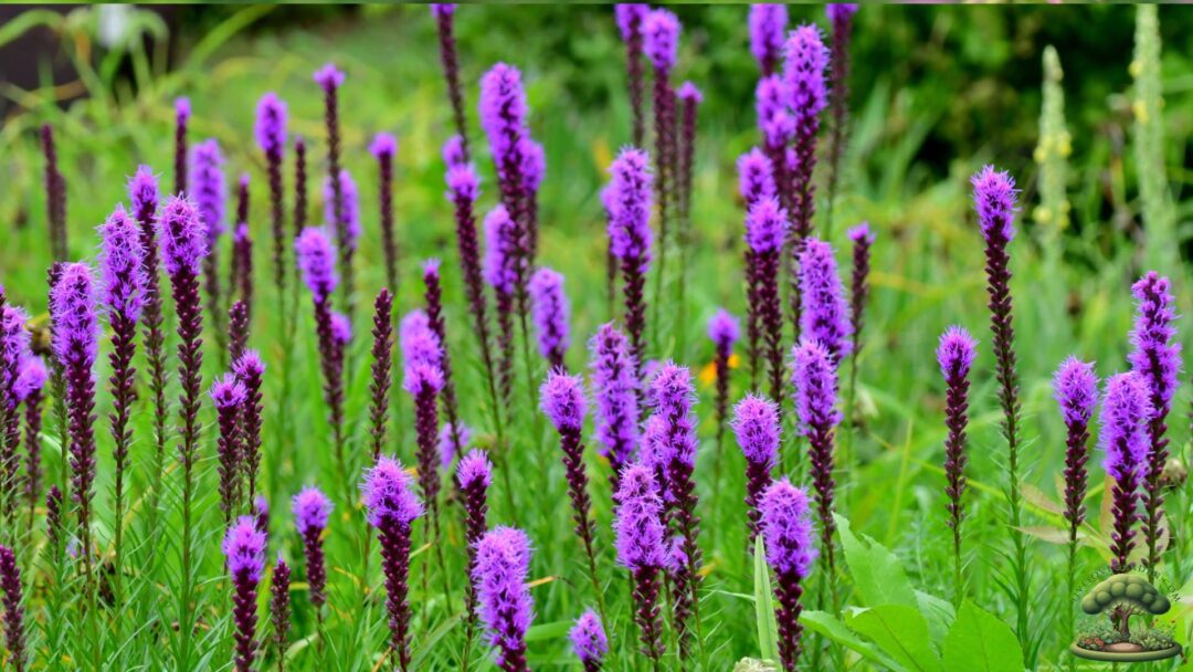 Native Pollinator Flowers for Zone 3 Blazing star Native Pollinator Flowers for Zone 3 Blazing star