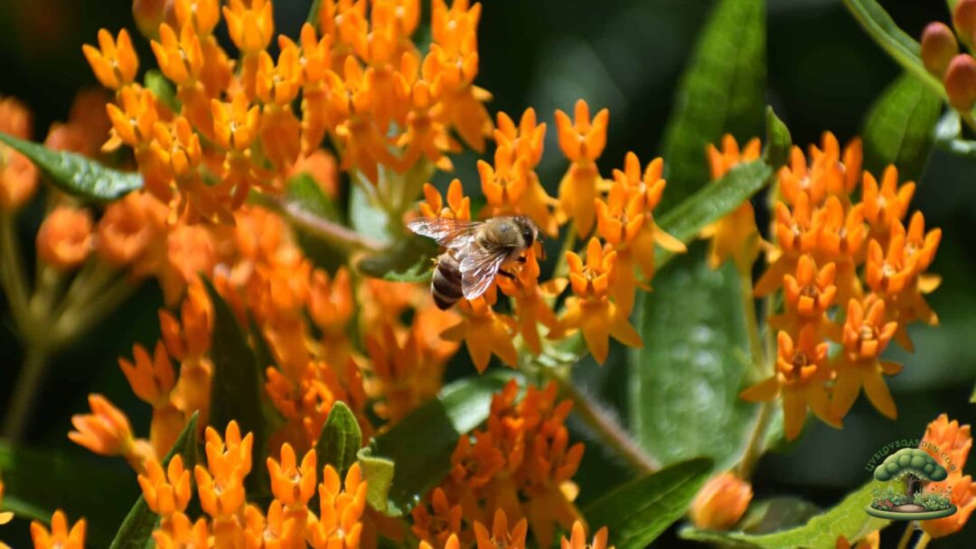 Native Pollinator Flowers for Zone 3 Butterfly Milkweed Native Pollinator Flowers for Zone 3 Butterfly Milkweed