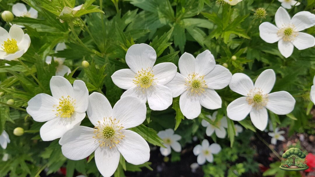 Native Pollinator Flowers for Zone 3 Canada Anemone Native Pollinator Flowers for Zone 3 Canada Anemone