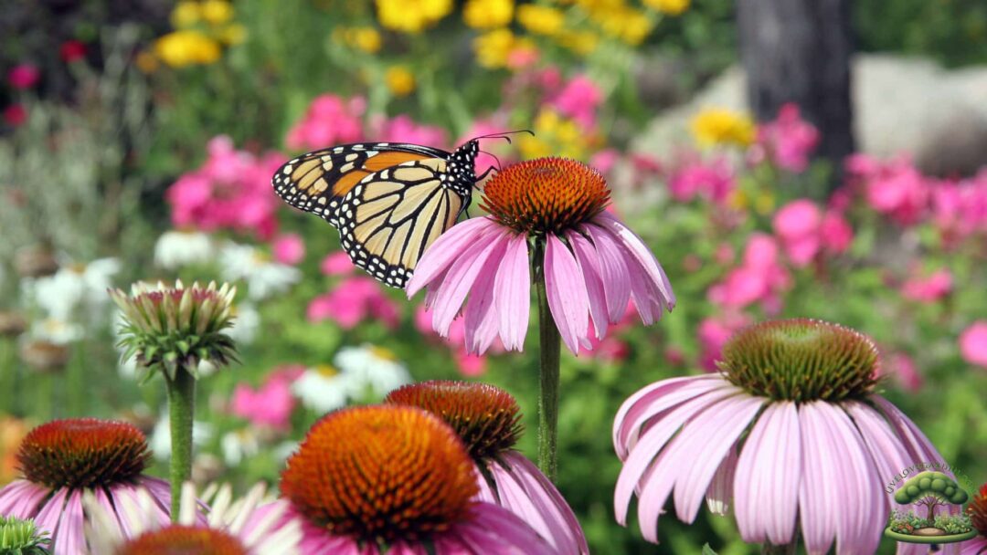 Native Pollinator Flowers for Zone 3 Coneflower Native Pollinator Flowers for Zone 3 Coneflower