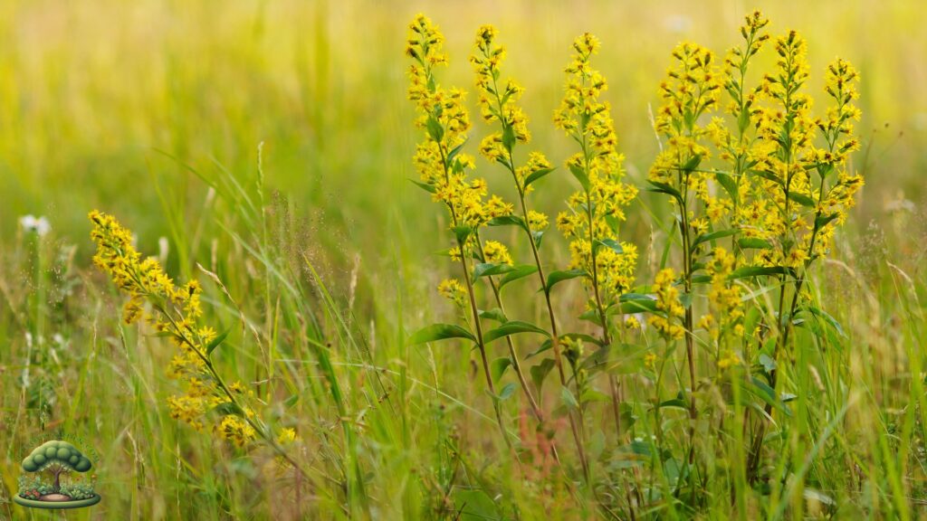 Native Pollinator Flowers for Zone 3 Goldenrod