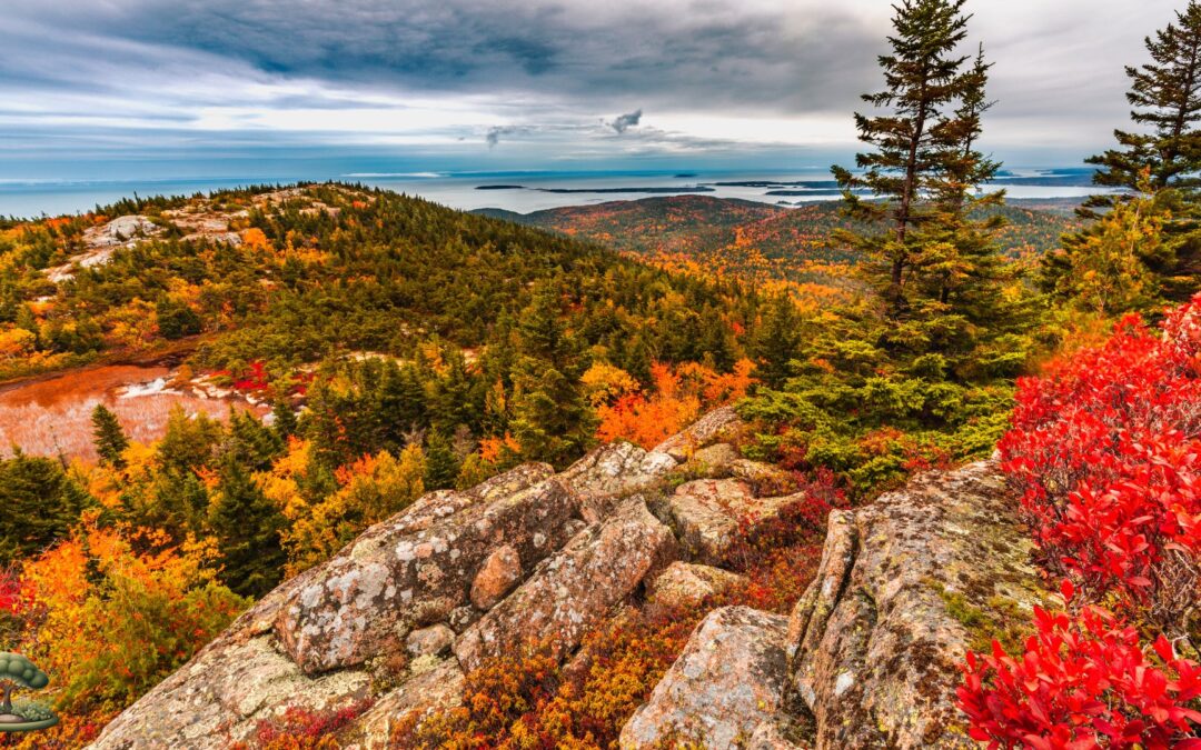 Native Pollinator Flowers for Zone 3 Maine