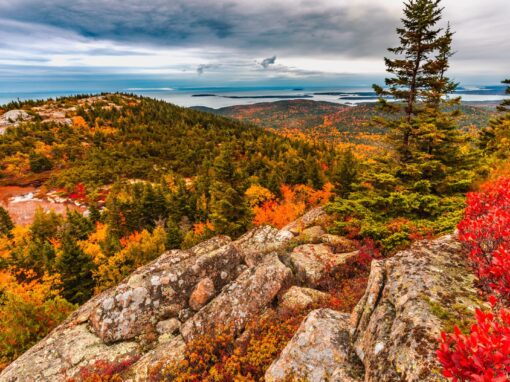 Native Pollinator Flowers for Zone 3: Ultimate Guide to Supporting Bees, Butterflies & Biodiversity