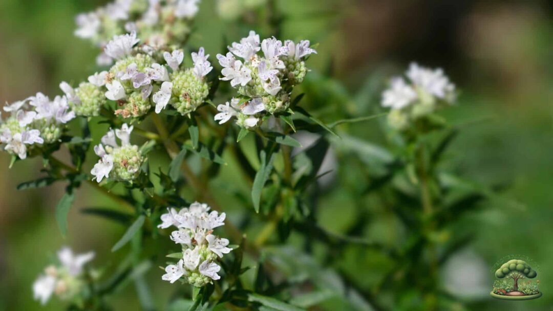 Native Pollinator Flowers for Zone 3 Mountain Mint Native Pollinator Flowers for Zone 3 Mountain Mint