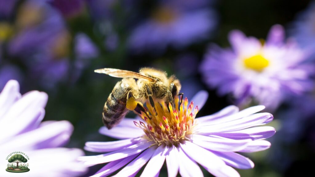 Native Pollinator Flowers for Zone 3 Pollinators are Important