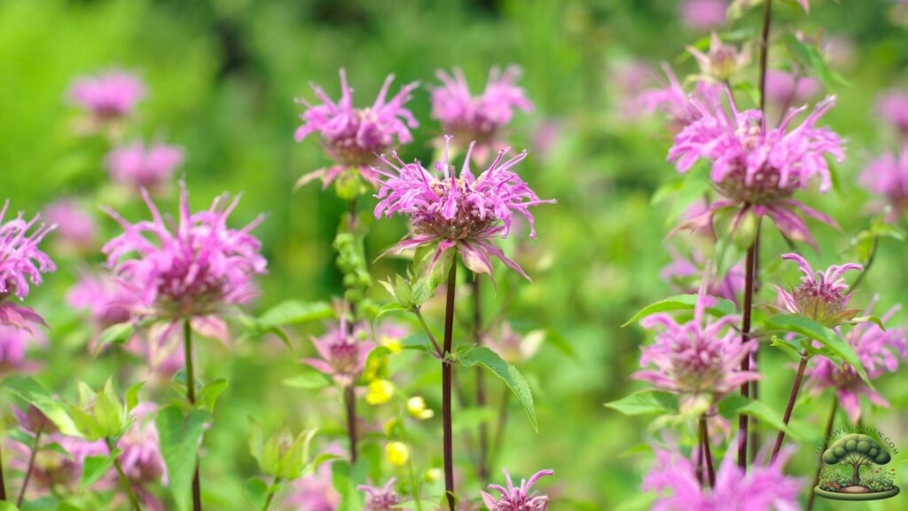 Native Pollinator Flowers for Zone 3 Wild Bergamot