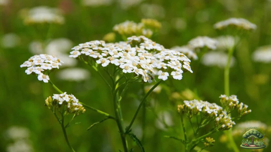 Native Pollinator Flowers for Zone 3 Yarrow Native Pollinator Flowers for Zone 3 Yarrow