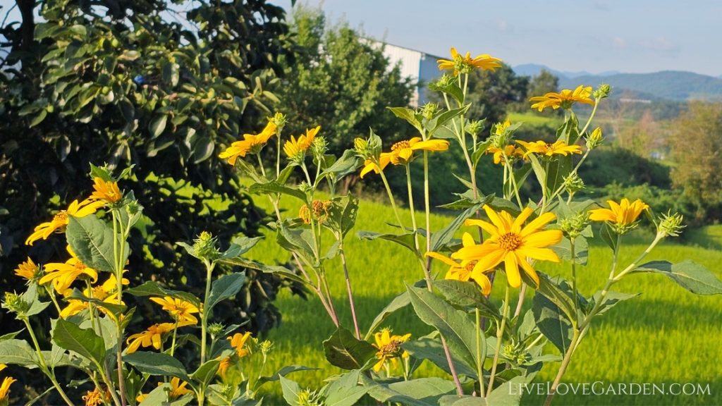Bright yellow sunchoke flowers blooming in a sunlit garden, signaling the start of tuber development below ground.
