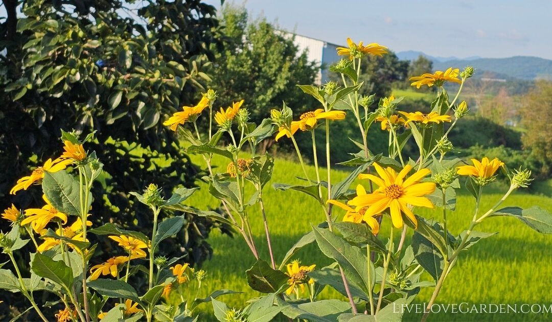 Bright yellow sunchoke flowers blooming in a sunlit garden, signaling the start of tuber development below ground.