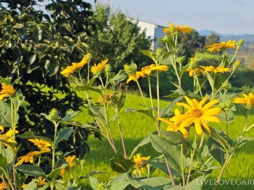 Growing Sunchokes Sustainably: A Low-Input Survival Crop for Self-Sufficient Living