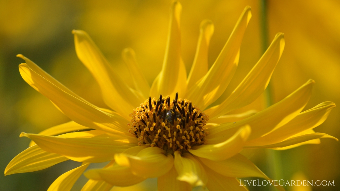 Growing Sunchokes Sunstainably Close-up of a healthy sunchoke plant with tall stems, green leaves, and golden flowers ready for pollination