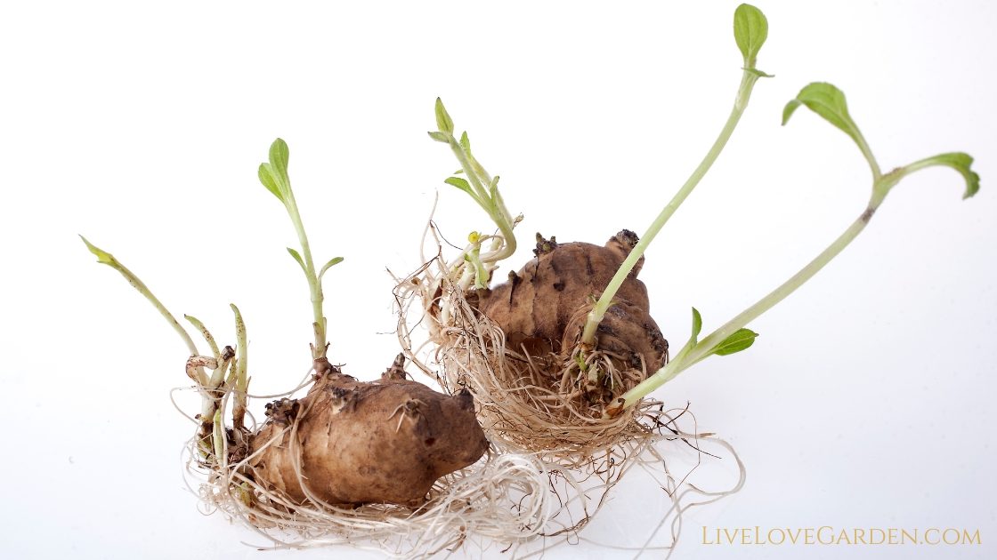 Image of Sunchoke Tuber sprouting