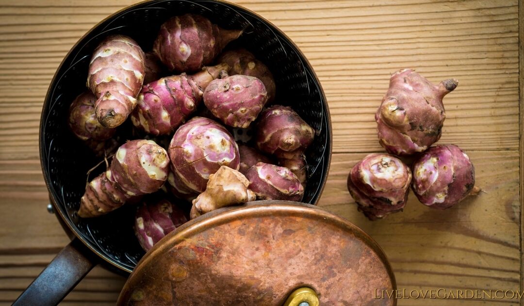 Sunchoke Recipes a pot full of sunchokes