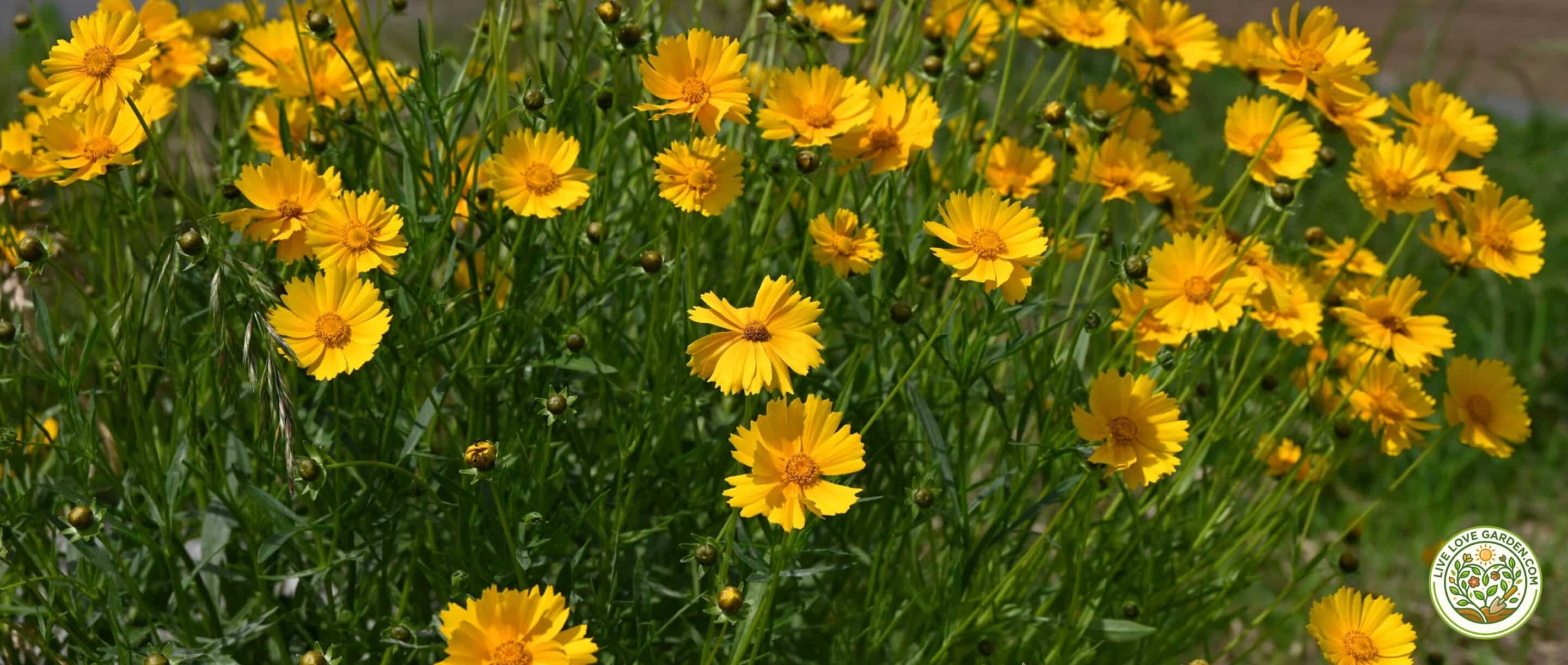 Coreopsis Flowers for Pollinator Garden Spring Planting Guide 2026 Coreopsis Flowers for Pollinator Garden
