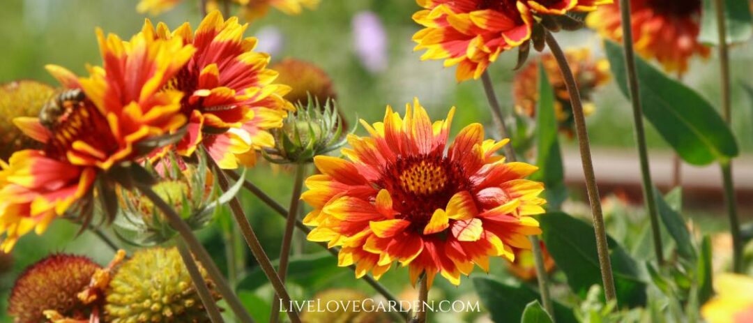 Guillardia Pulchella Indian Blanket