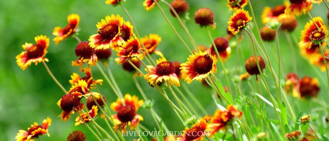 Indian Blanketflower