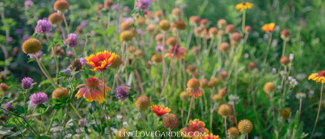 Guillardia Pulchella Indian Blanket Companion plants