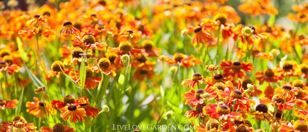 Guillardia Pulchella Indian Blanket sustainable solution