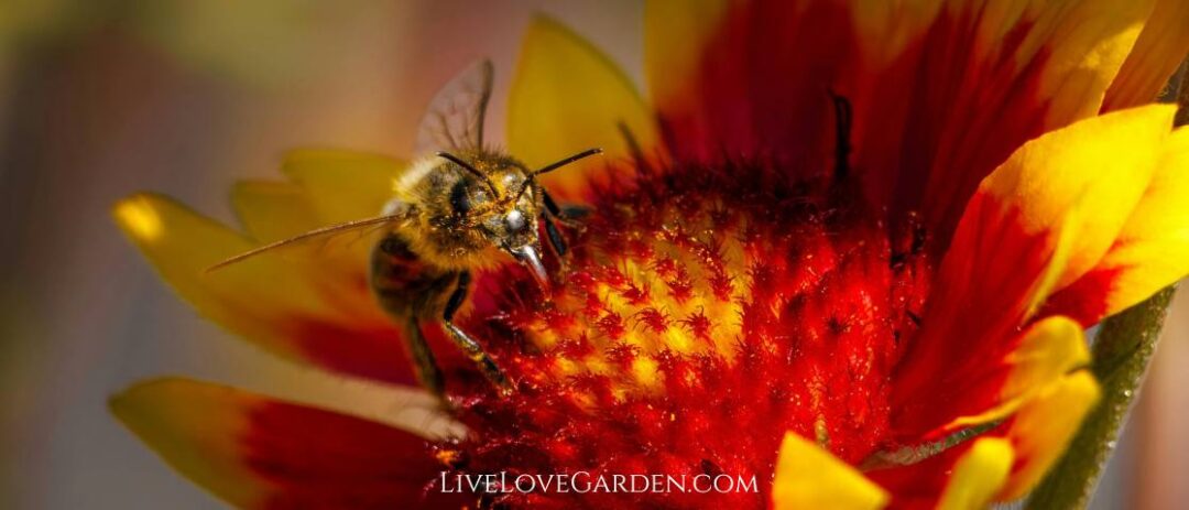 Guillardia Pulchella Indian Blanket Pollinator Friendly
