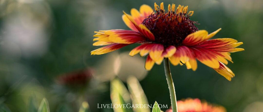 Guillardia Pulchella Indian Blanket Drought loving