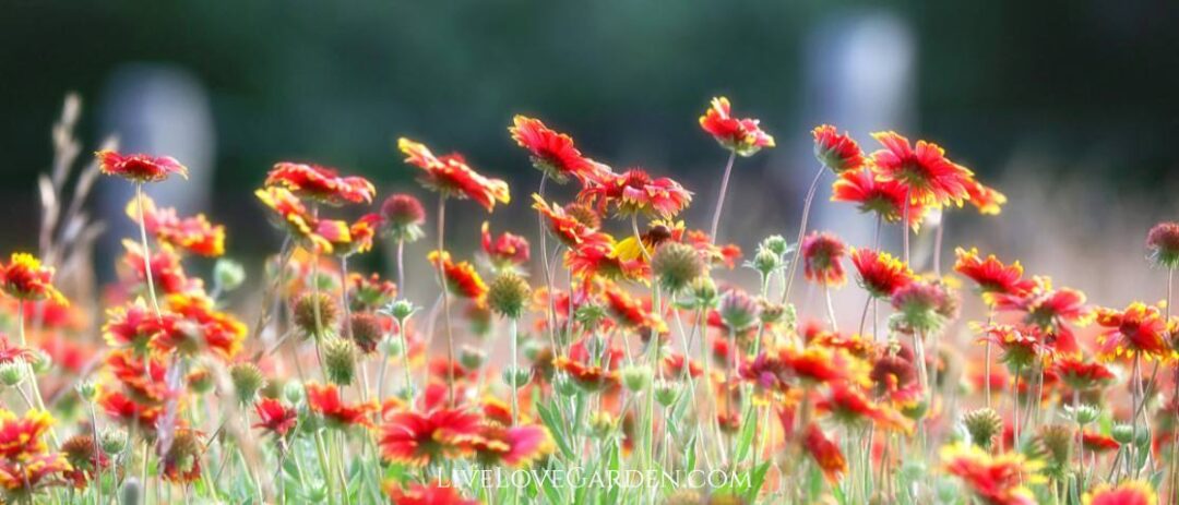Guillardia Pulchella Indian Blanket wildflowers