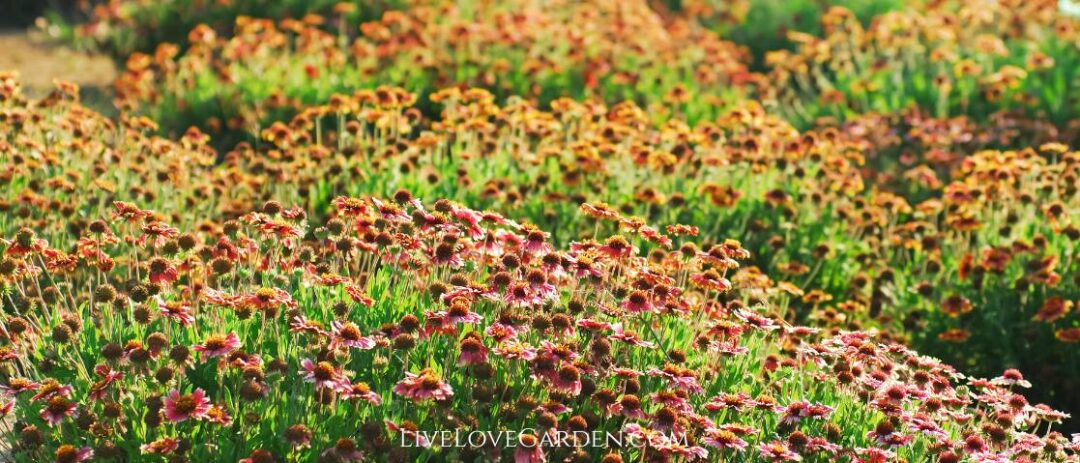 Guillardia Pulchella Indian Blanket Non invasive