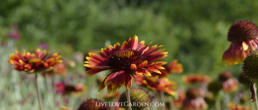 Wildflower field of blanket flowers