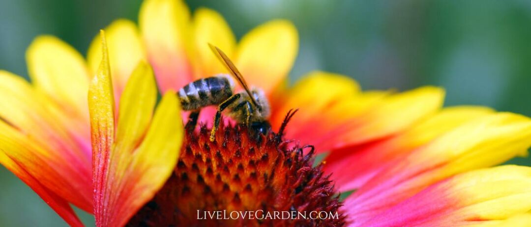 Guillardia Pulchella Indian Blanket Bees Love