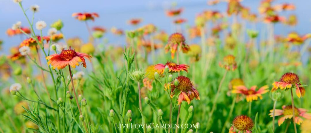 Guillardia Pulchella Indian Blanket common problems