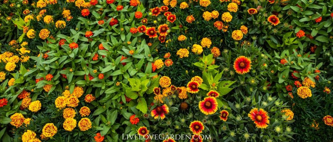 Guillardia Pulchella Indian Blanket Designing ideas