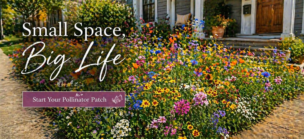 Rewild your yard and help pollinators with low growing wildflowers