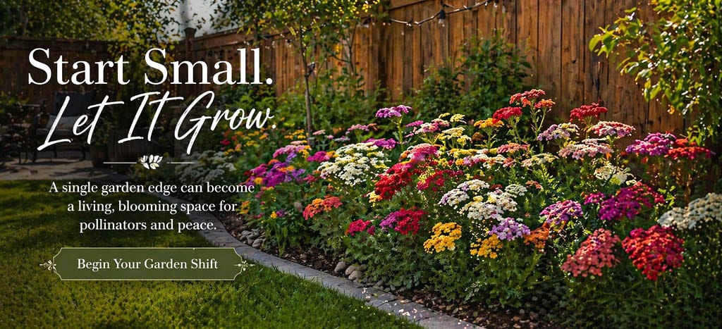 Rewild Yard start small yarrow in side bed