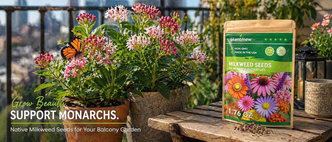 Milkweed seeds for butterflies
