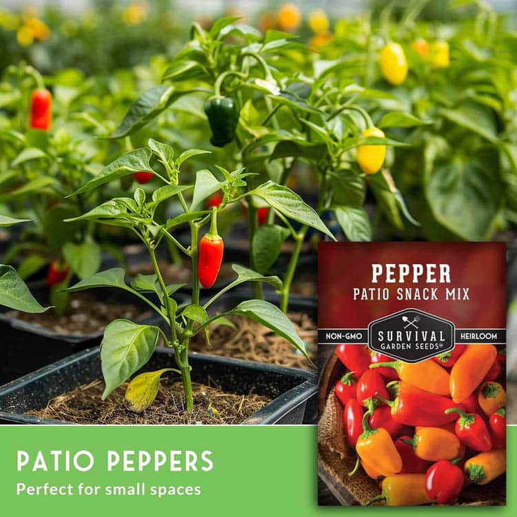 Patio perfect pepper seeds